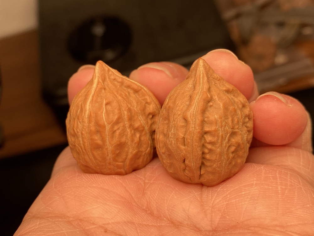 Wild Autumn Nut with Three Edges