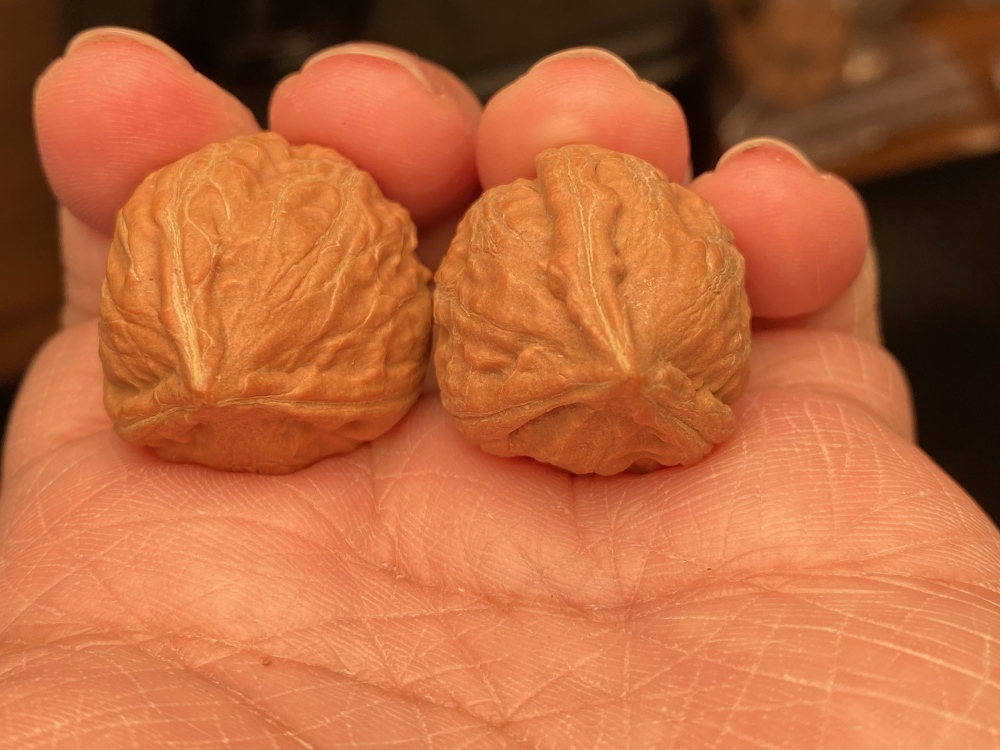 Wild Autumn Nut with Three Edges