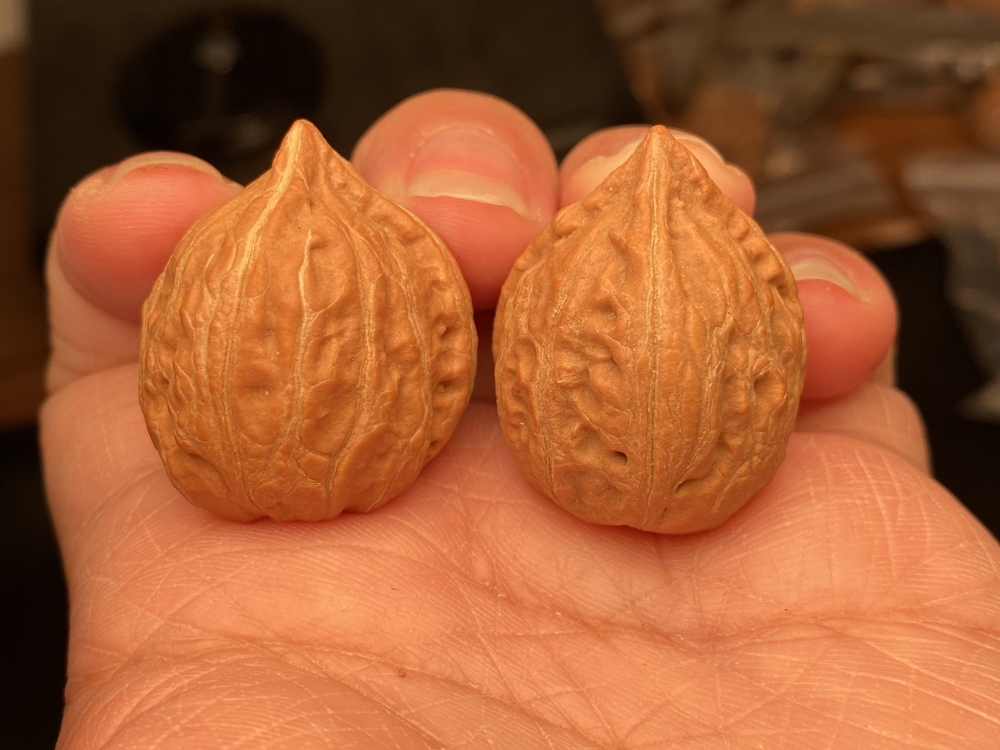Wild Autumn Nut with Three Edges