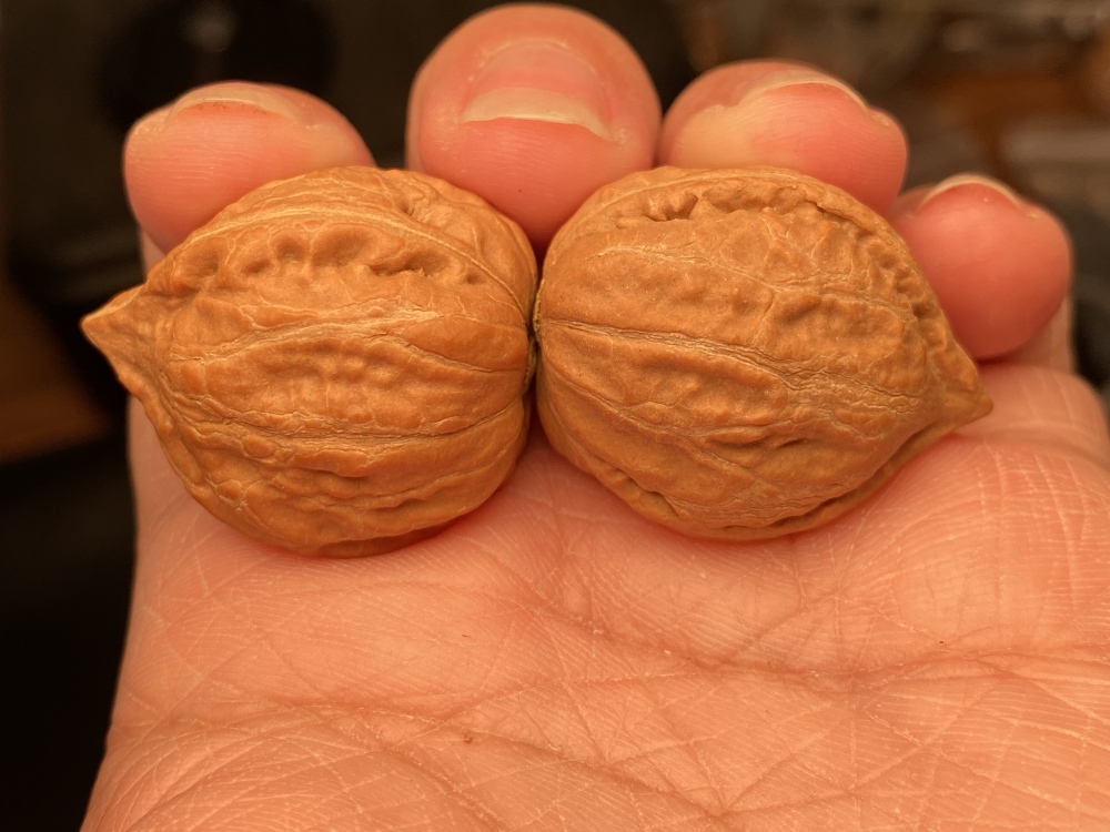 Wild Autumn Nut with Three Edges