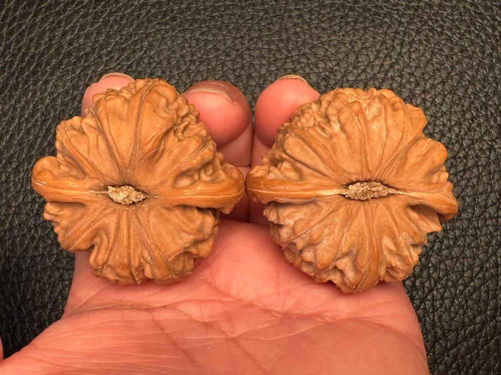 The cultural toy walnut is a white tree fruit that grows naturally and has a beautiful appearance