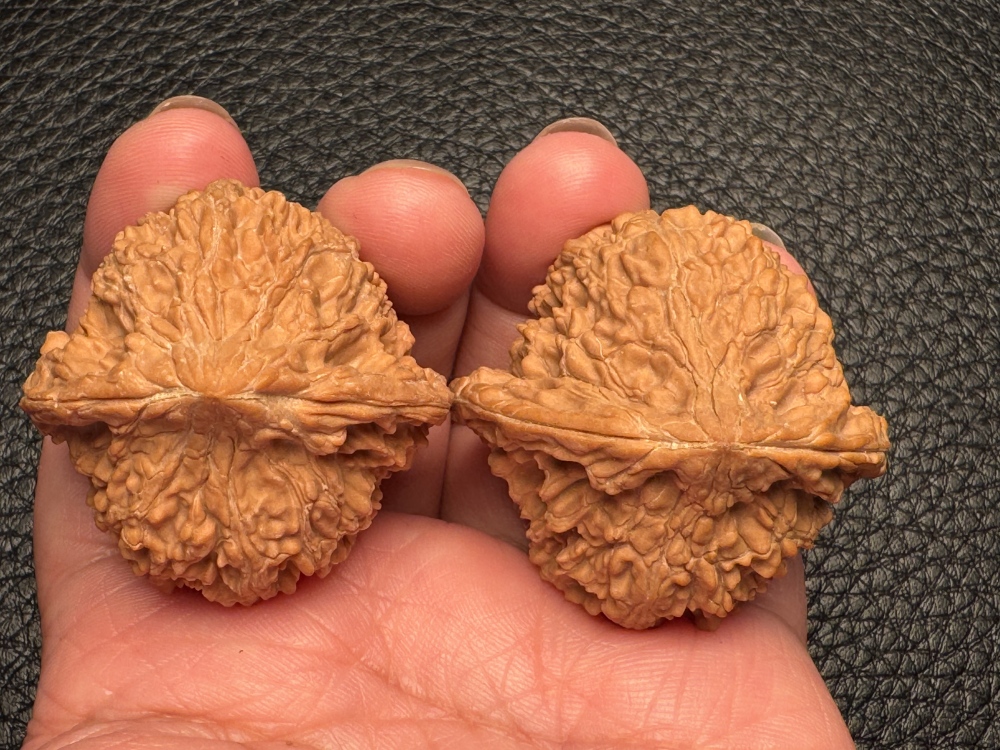 Gypsophila lion head exquisite pair