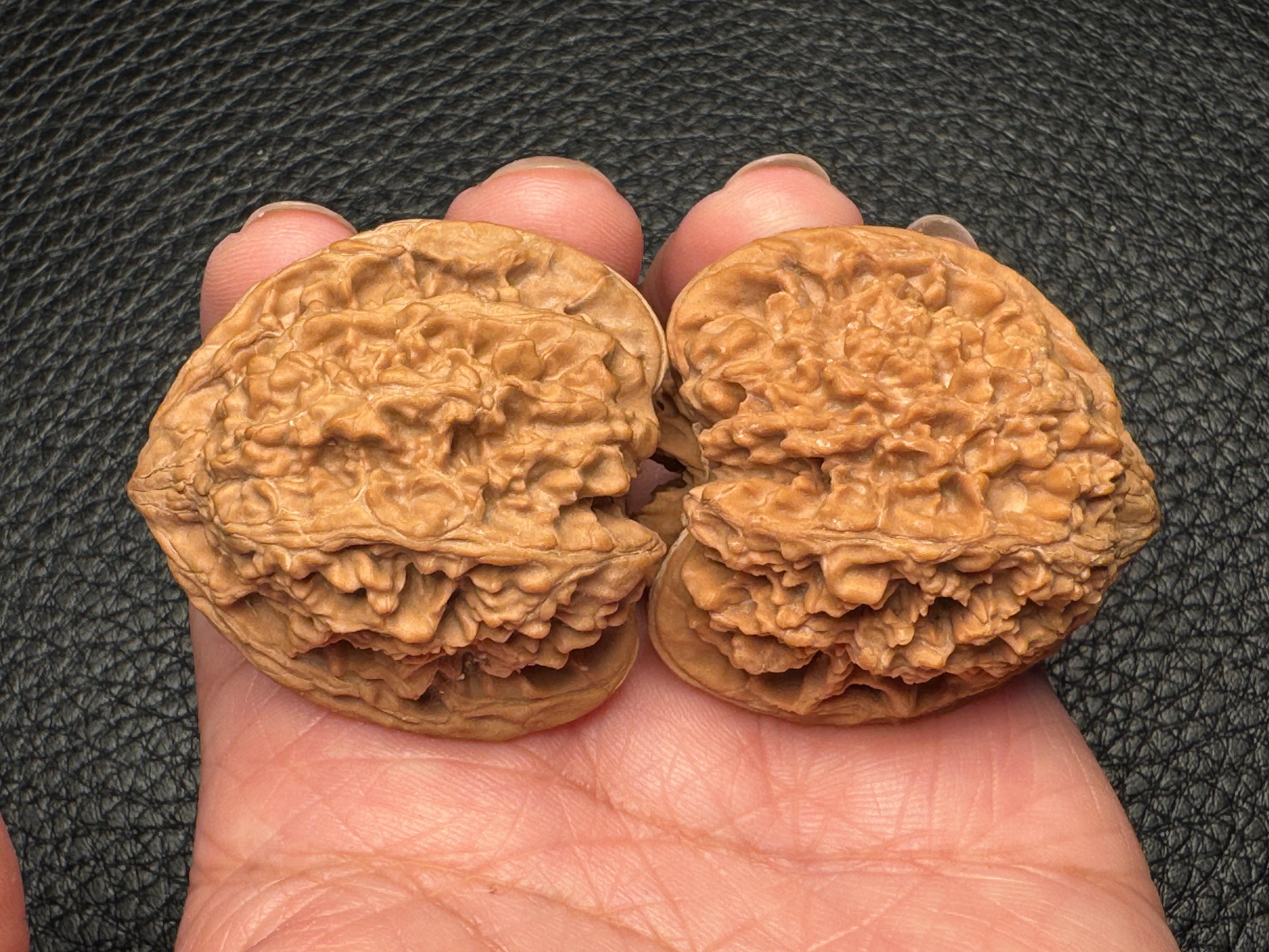 Gypsophila lion head exquisite pair