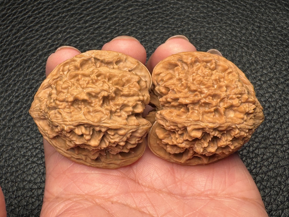 Gypsophila lion head exquisite pair