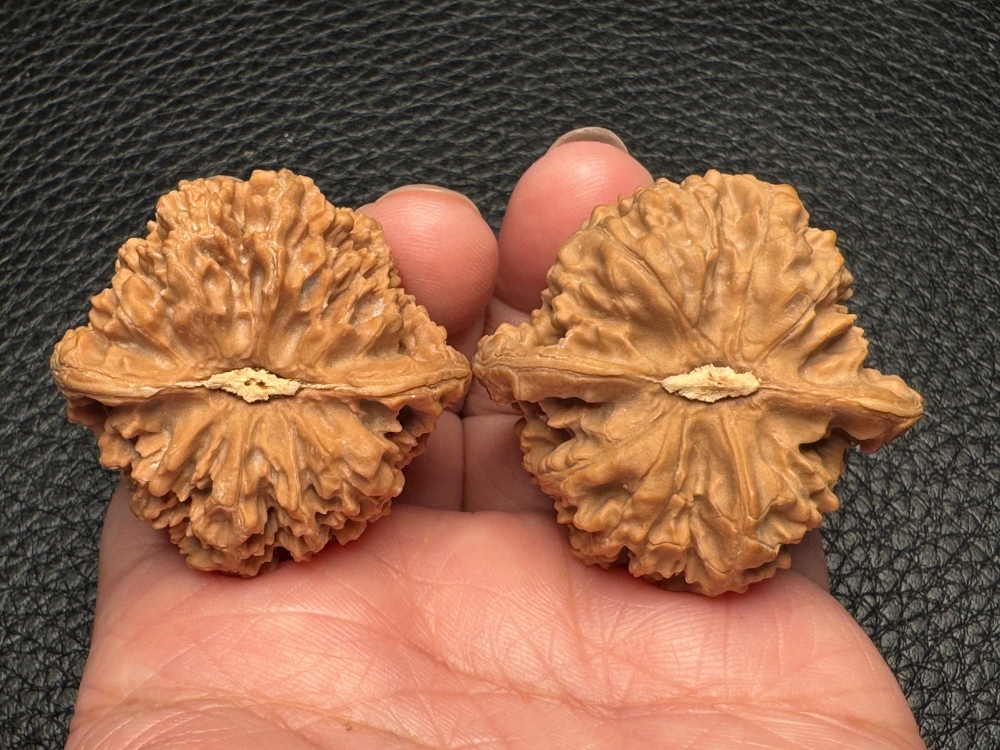 Gypsophila lion head exquisite pair