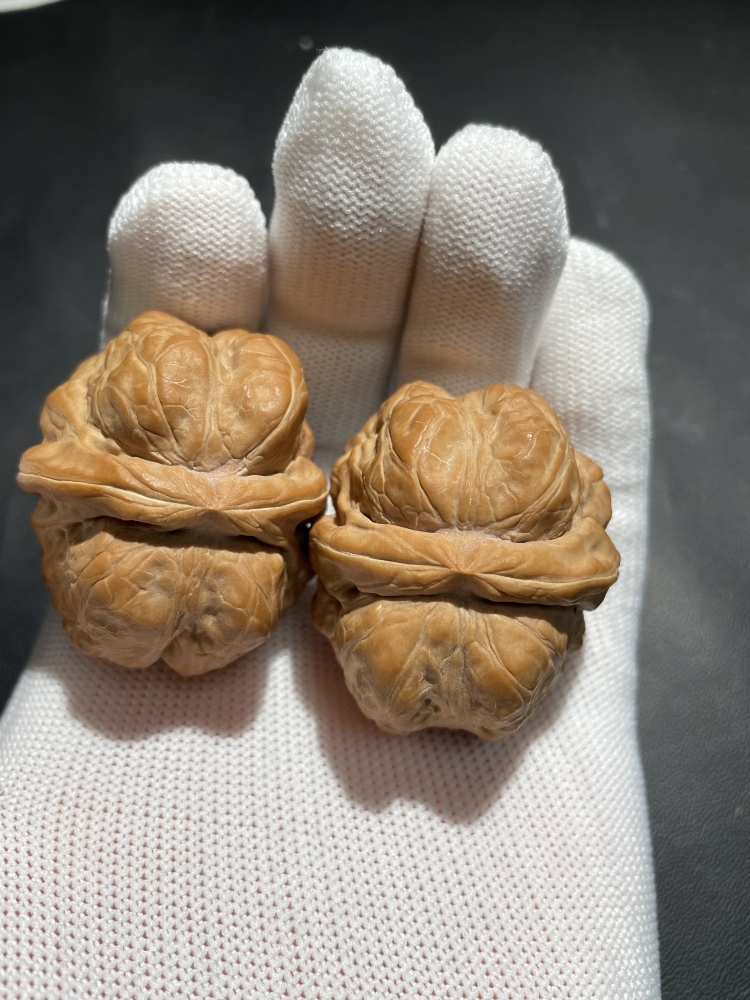 Toad head, exquisite pair, perfect leather