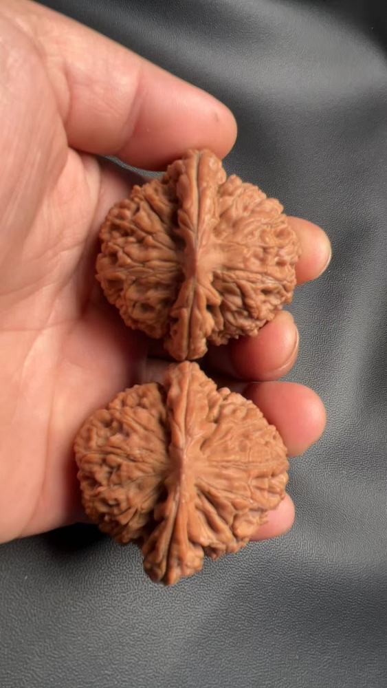 Hand-carved walnuts with water dragon pattern, lion head shape, naturally grown, red skin, coarse veins. A fine pair, perfect for gifting.