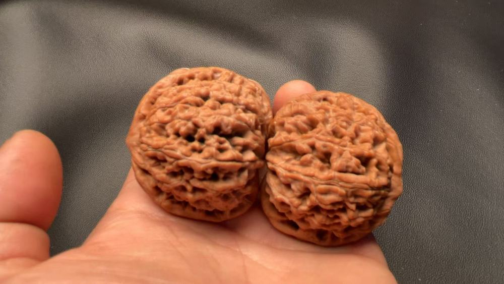 Hand-carved walnuts with water dragon pattern, lion head shape, naturally grown, red skin, coarse veins. A fine pair, perfect for gifting.
