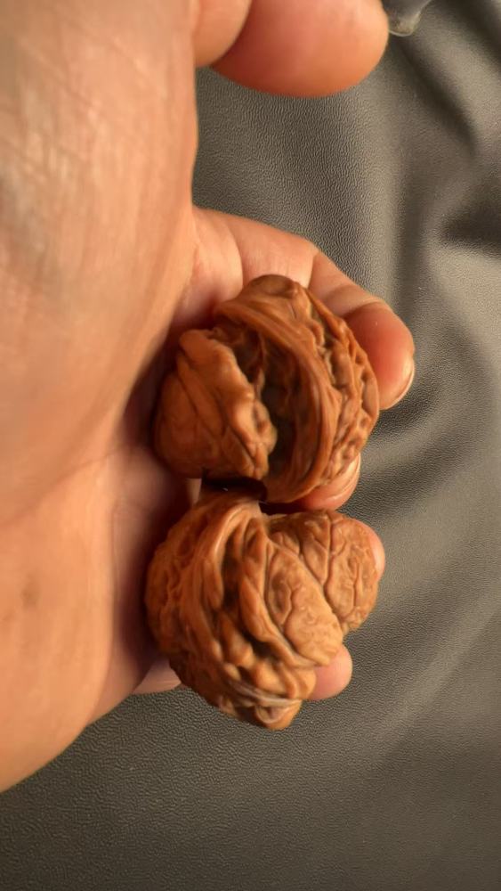 Hand-carved walnut with a naturally grown snake-head shape, in perfect condition.