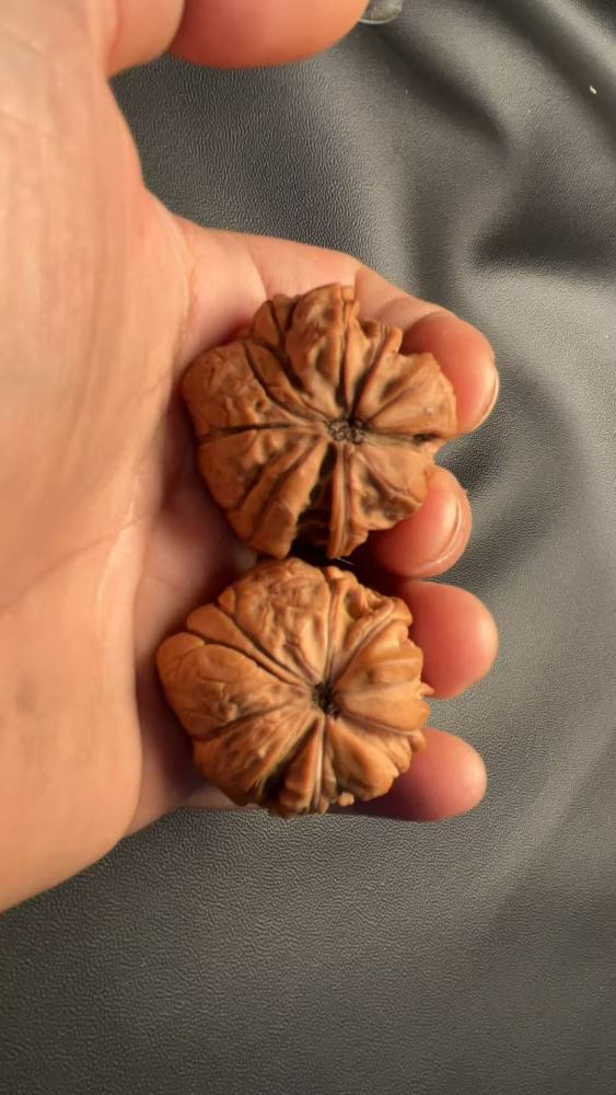 Hand-carved walnut with a naturally grown snake-head shape, in perfect condition.