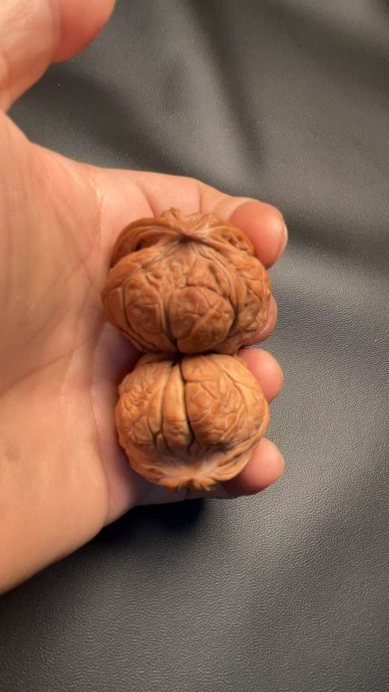 Hand-carved walnut with a naturally grown snake-head shape, in perfect condition.