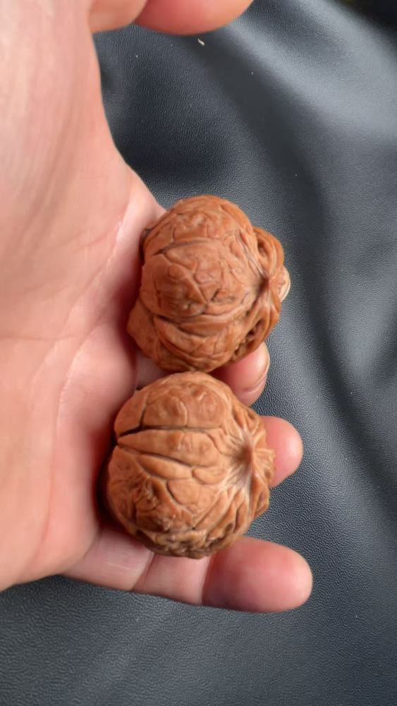 Hand-carved walnut with a naturally grown snake-head shape, in perfect condition.