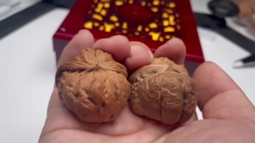 Rare Frog and Snake, Snake Pattern Frog-shaped, Premium Matched Wenwan Walnut, High-end Collection Treasure | Oriental Handmade