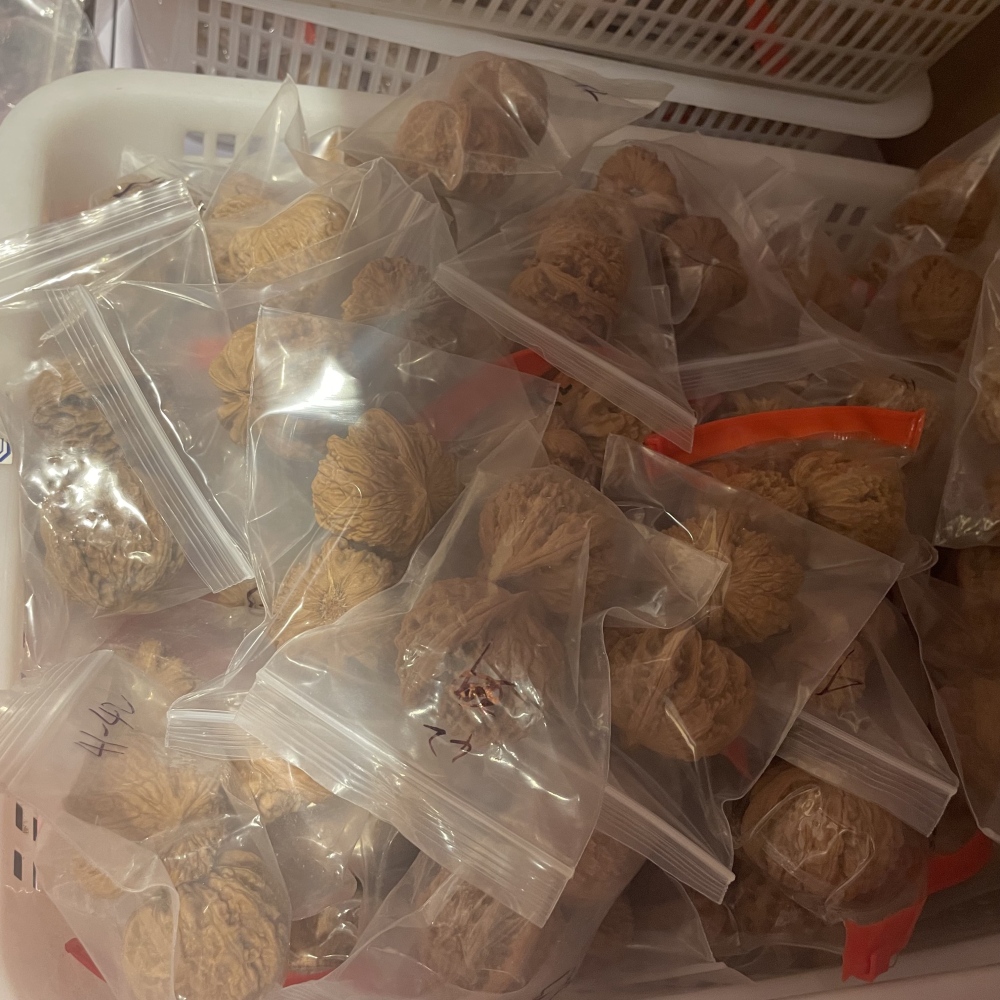 White Lion Head, Nanjiangshi Lion Head, Sizuolou Lion Head Wenwan Walnuts, 3 Pairs for $100, Natural Taihang Mountain Collection Grade Hand Play Pieces