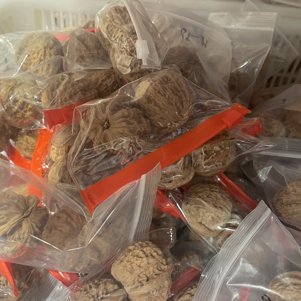White Lion Head, Nanjiangshi Lion Head, Sizuolou Lion Head Wenwan Walnuts, 3 Pairs for $100, Natural Taihang Mountain Collection Grade Hand Play Pieces