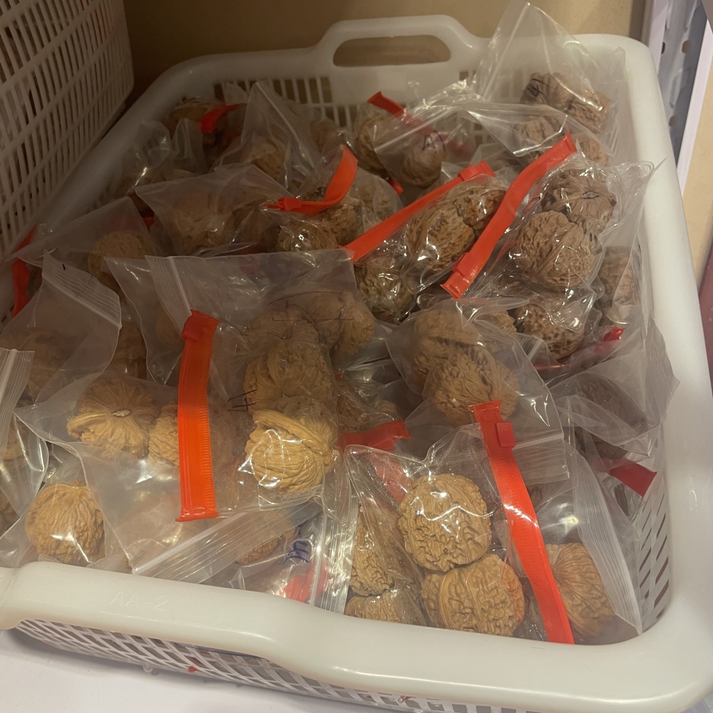 White Lion Head, Nanjiangshi Lion Head, Sizuolou Lion Head Wenwan Walnuts, 3 Pairs for $100, Natural Taihang Mountain Collection Grade Hand Play Pieces