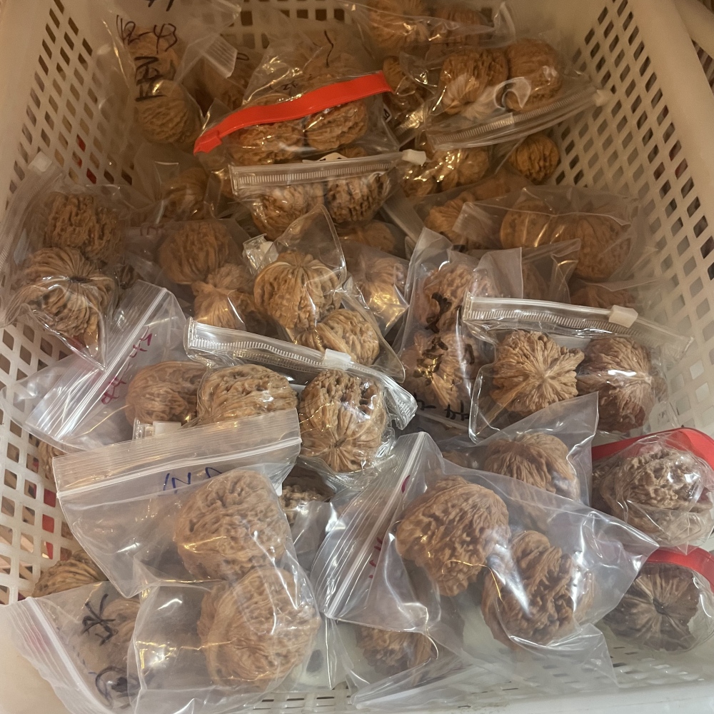White Lion Head, Nanjiangshi Lion Head, Sizuolou Lion Head Wenwan Walnuts, 3 Pairs for $100, Natural Taihang Mountain Collection Grade Hand Play Pieces