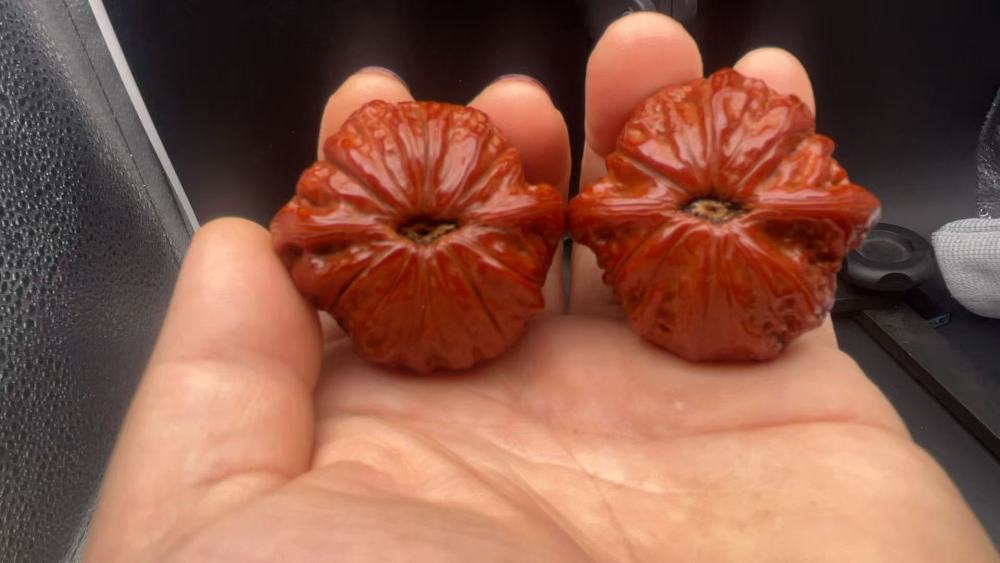 10-Year Hand-Played Zhuchui Meimei Wenwan Walnut | Natural Mature Walnut, Deep Red Patina, High Collectible Value, Handcrafted for Wenwan Enthusiasts