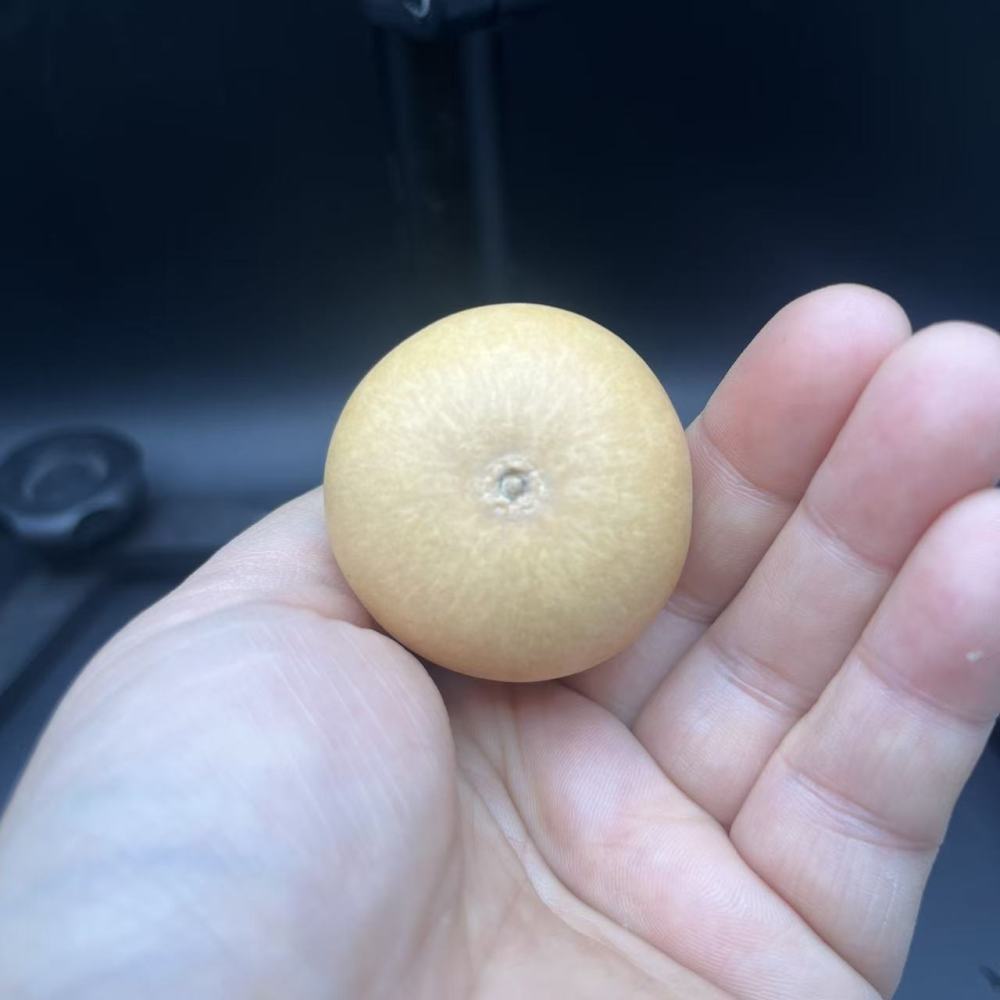 Natural Hand-Picked Wenwan Gourd | Playable & Collectible, Patina-Forming, Hand-Polished, Perfect for Wenwan Enthusiasts & Collectors
