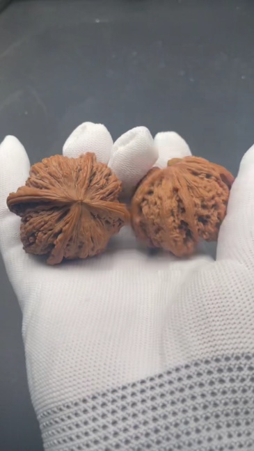 Premium White Lion Four-Edge Wenwan Walnuts, Natural Hand-Picked Hardwood Walnuts for Hand Play, Meditation, Collection & Gift, High-Quality Texture & Symmetrical Shape, Ready to Patina