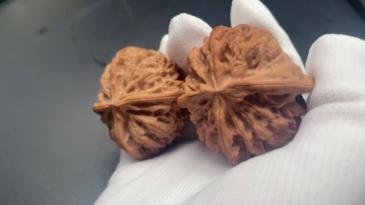 Premium Wild Buffalo Four-Edged Wenwan Walnut | Collectible Grade Hand-Matched Pair | Natural Old Tree Raw Material | High Patina Potential & Market Value