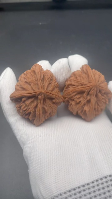 Qinmen Tri-Lobe Wenwan Walnuts | Rare Wild Old Tree Collection | Hand Polished Collectible Walnuts with Patina & Red Aging Effect