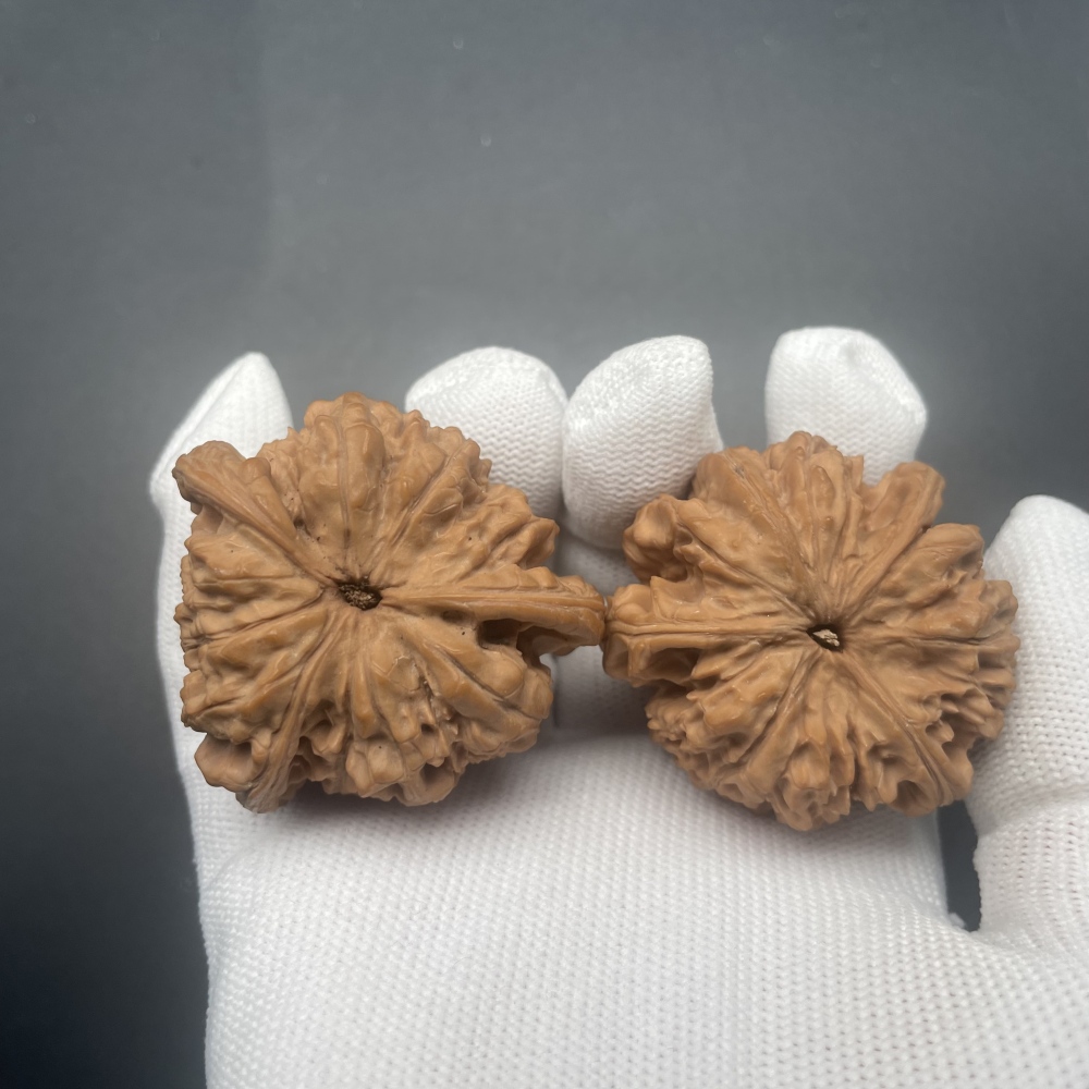Guanmao Tri-Lobe is a recognized top rare variety in the wenwan walnut circle