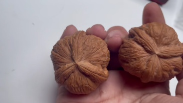 Yuanbao Three-Ridge Walnut: Unique Natural Collectible & Stress Relief Toy