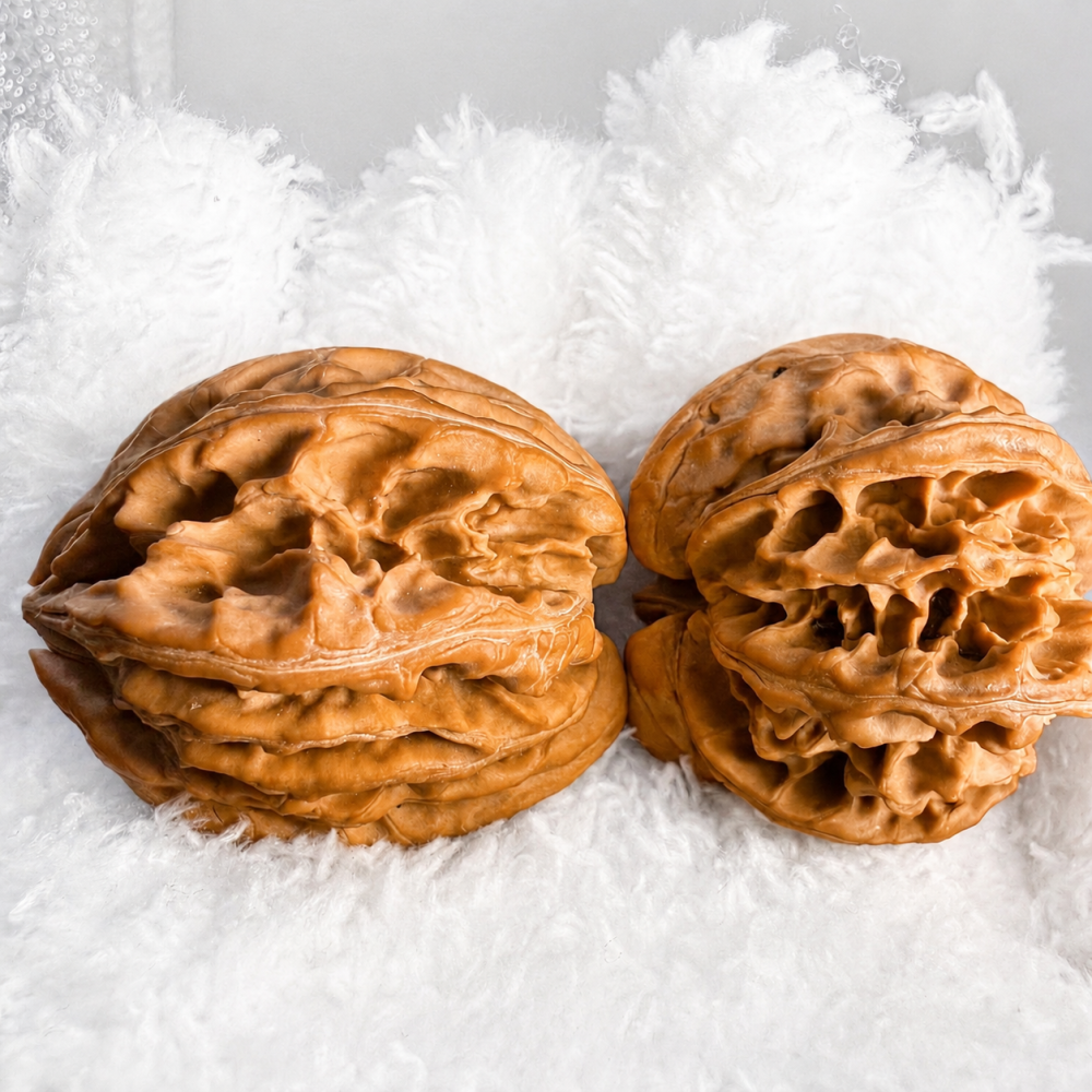 Seven-Ridge Natural Collectible Walnut Hand Piece with Red Patina Potential