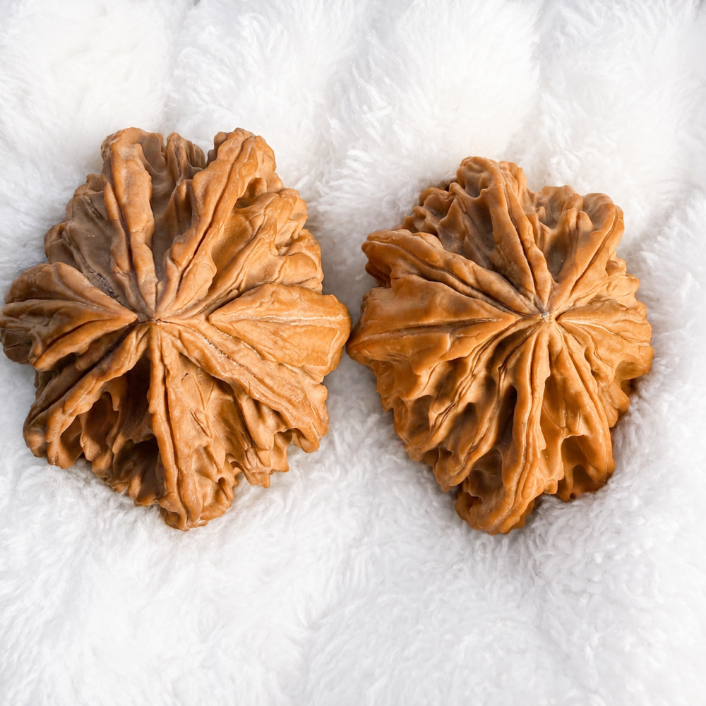 Seven-Ridge Natural Collectible Walnut Hand Piece with Red Patina Potential