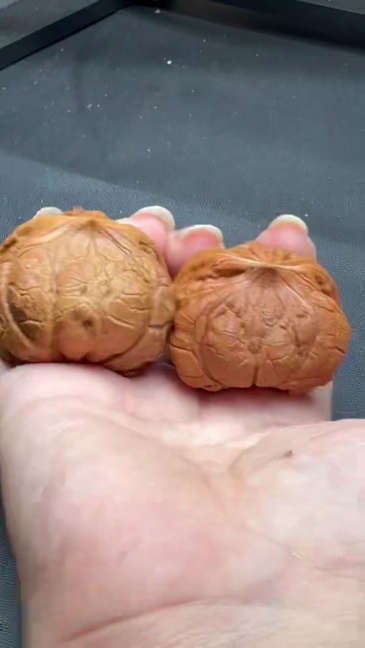 Natural Wild Snake Head Official Hat Wenwan Walnuts, Hand Carving Collectible Walnut Pair