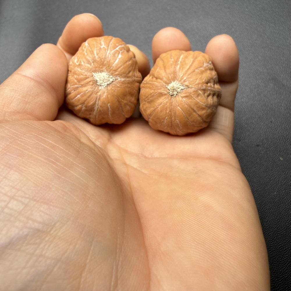Mini Mantou Tri-edge Wenwan Walnut Pair, 30mm Natural Laishui Wild Walnut for Collection & Hand Massage