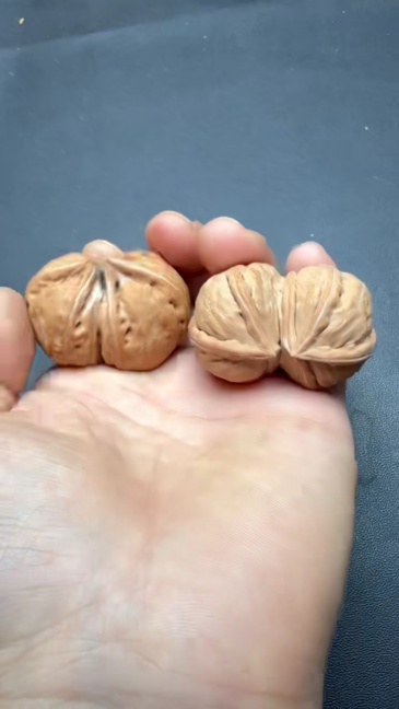 41mm Wild Natural Conjoined Wenwan Walnut, Pure Natural Growth No Splicing Oriental Hand Play Collectible Craft