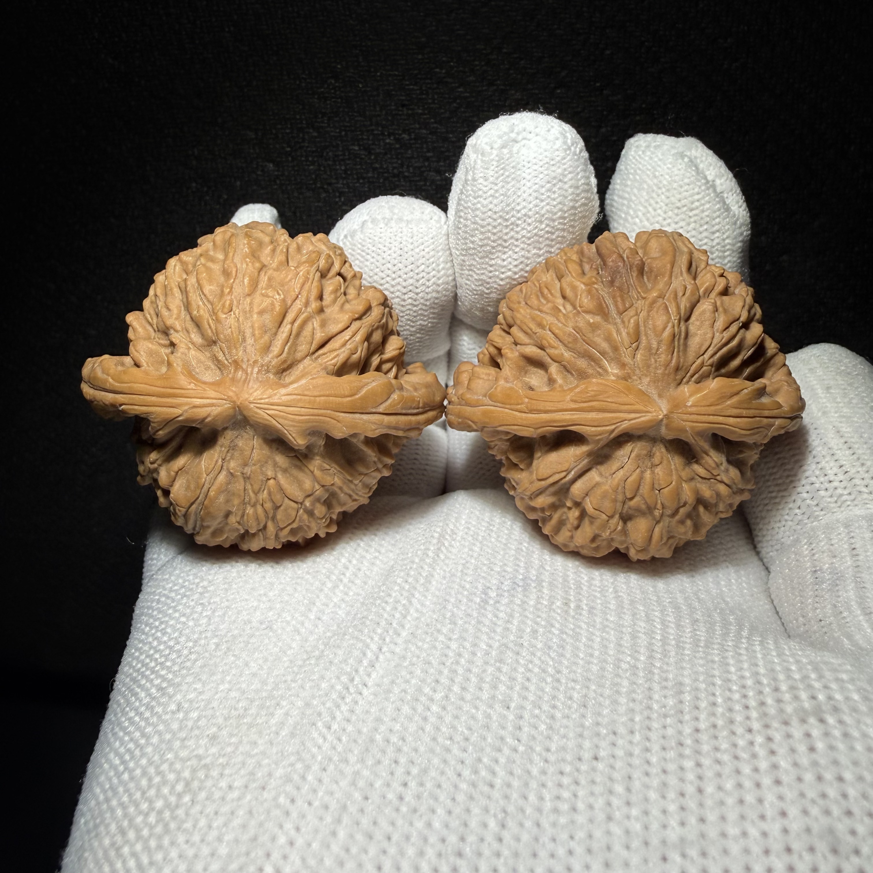Muntip White Lion Walnut Pair | Natural Wenwan Walnut, Low Stubby Shape, Hand Matched Ornament