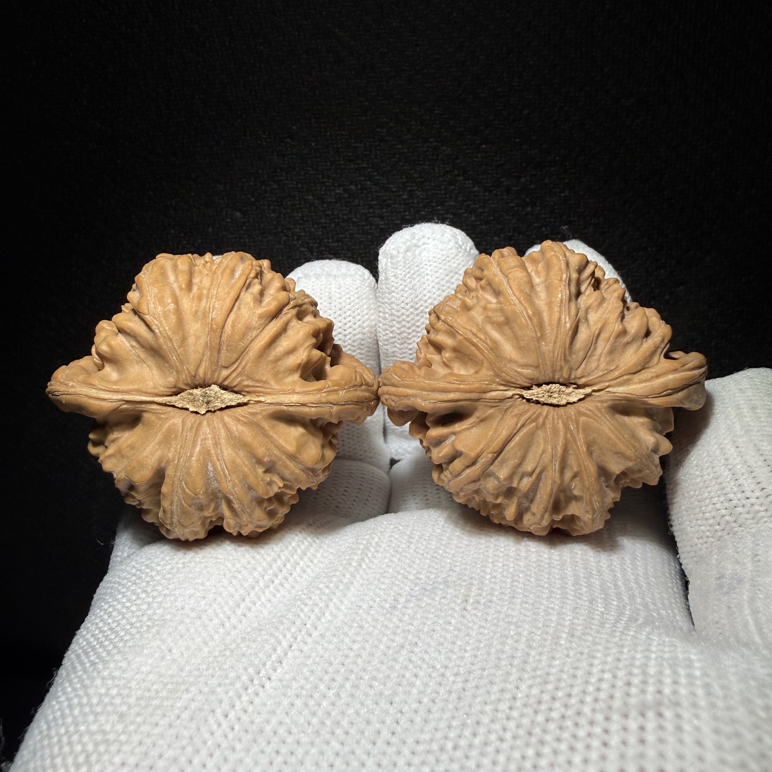 Muntip White Lion Walnut Pair | Natural Wenwan Walnut, Low Stubby Shape, Hand Matched Ornament