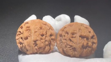 Water Dragon Pattern Walnut Pair, Natural Hand Polished Chinese Craft Walnut for Home Aesthetic Decor and Art Display