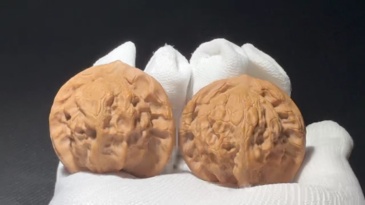 Big Ear Tutu Natural Wenwan Walnut Hand-matched Pair Chinese Handicraft Wholesale Custom Laser Engraving