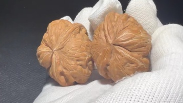 Natural Pinggu Yuanbao Crab Claw Walnut Pair, Hand Polished Oriental Craft Decor Ornament for Home Aesthetic Display & Gifting