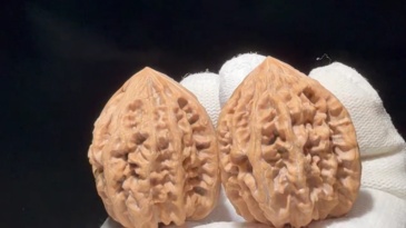 Longmenjian Natural Walnut Ornament Pair, Authentic Chinese Natural Walnut Shell Decor