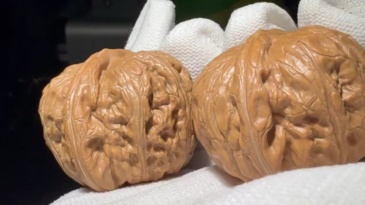 Pinggu Yuanbao Natural Walnut Pair Hand Polished Oriental Craft Ornament for Home Decor and Art Display