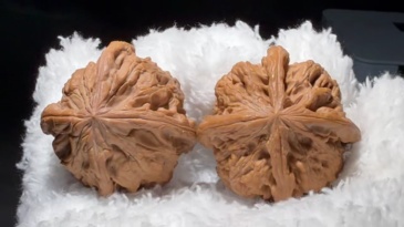 Northwest General Shoulder Four-Ridge Walnut Pair, Natural Handcrafted Chinese Craft Walnut Ornament for Home Decor & Art Display