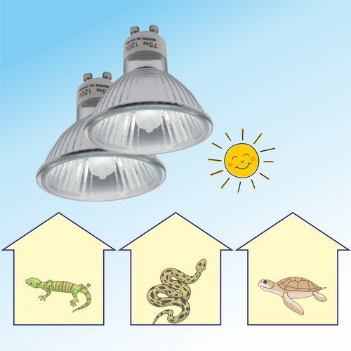 GU10 Halogen Spot Light Bulb 35W/50W (Terrarium Heating Lamp Bulb)