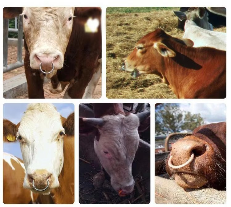 Stainless Steel 304 Cattle Nose Rings Bull Ox Cow Bovine Traction Clasp Farm Animal