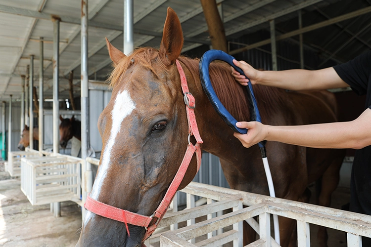 PEMF Circulation and Muscle Function