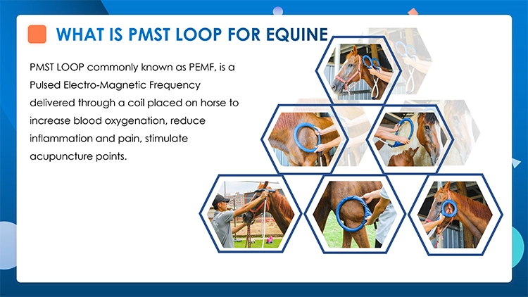 What is PEMF for horses