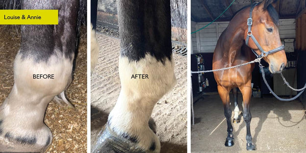 PEMF for horses Before and After
