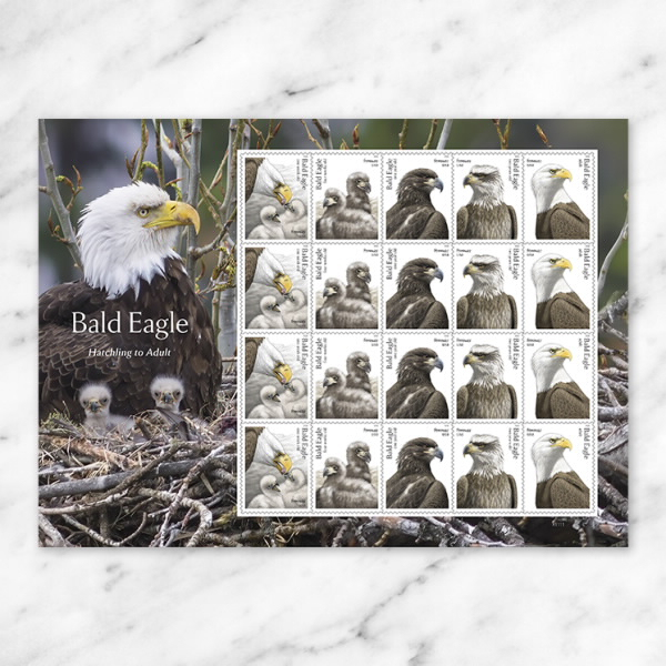 2026 Bald Eagle: Hatchling to Adult Stamps, Sheet of 20