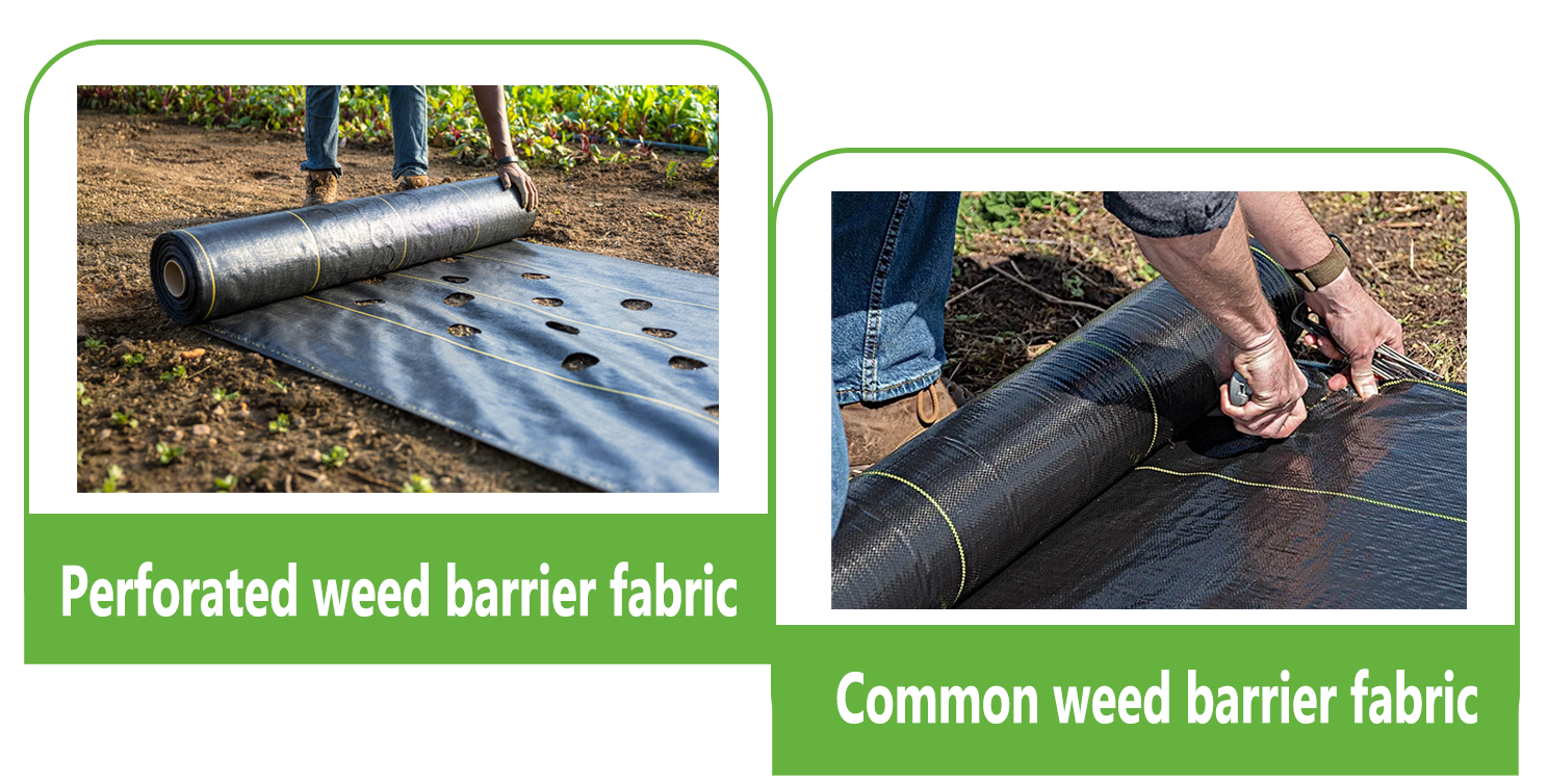 Vergleich: Perforiertes Unkrautvlies vs. herk&ouml;mmliches Unkrautvlies