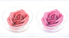 3D Rose Blush