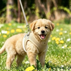 Hot Selling Light Breathable Mesh Dog Vest Harness, Reflective Protective Adjustable Walking Chest Strap for Small Dogs and Cats